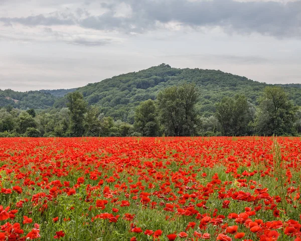 Campo di papaveri — Foto Stock