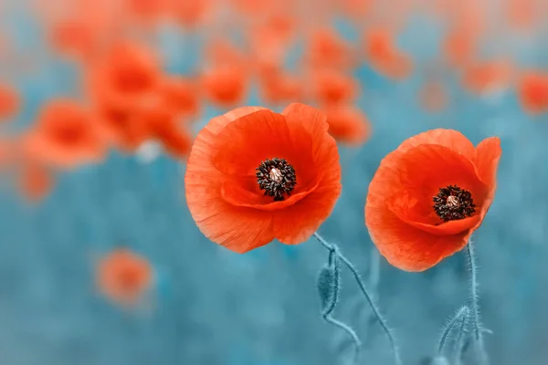 Field of poppies — Stock Photo, Image