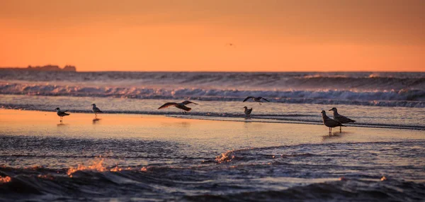 Kuşlar oceanfront erken sabah — Stok fotoğraf