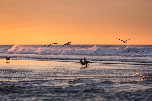 Oiseaux tôt le matin sur le front de mer . — Photo