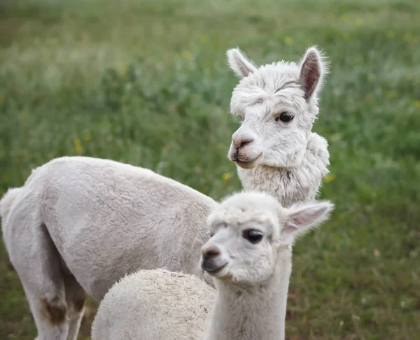 Close-up de alpaca na fazenda — Fotografia de Stock