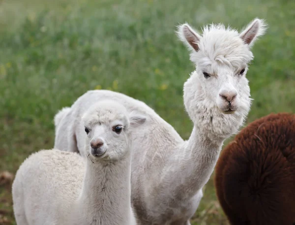 Närbild av alpacka på gården — Stockfoto