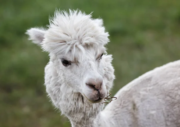 Close-up de alpaca na fazenda — Fotografia de Stock