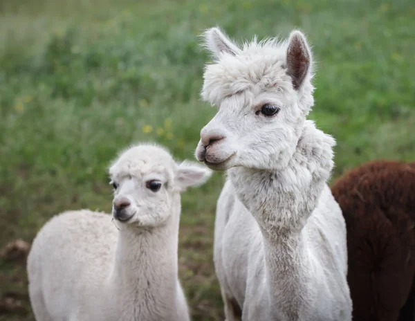 Alpaka aus nächster Nähe auf dem Bauernhof — Stockfoto