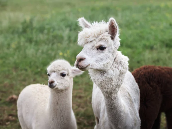 Närbild av alpacka på gården — Stockfoto