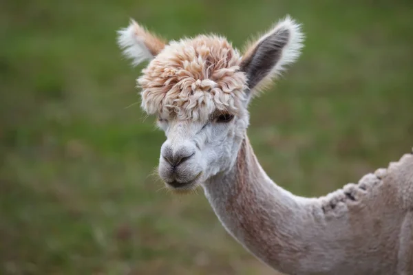 Close-up de alpaca na fazenda — Fotografia de Stock