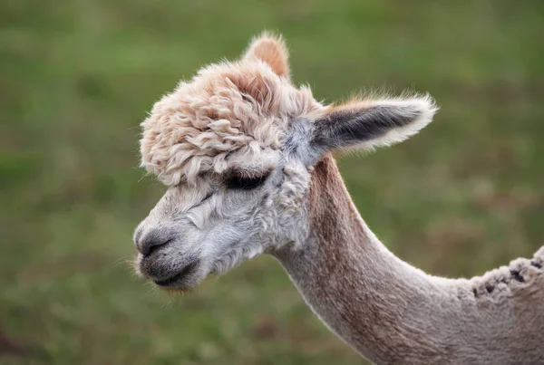 Close-up de alpaca na fazenda — Fotografia de Stock