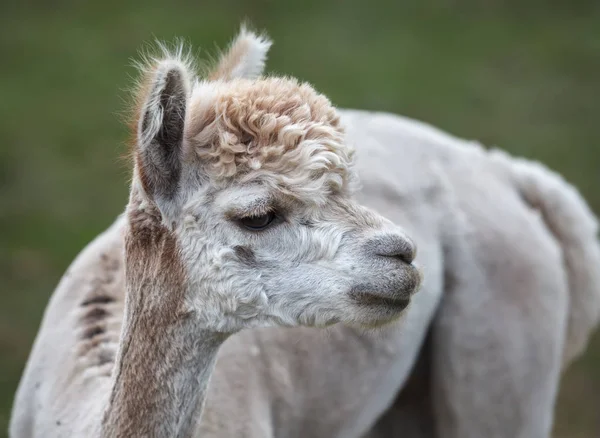 Close-up de alpaca na fazenda — Fotografia de Stock