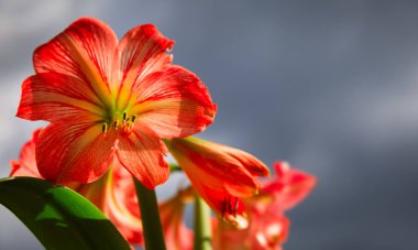 Amarilis çiçek gökyüzü arka plan