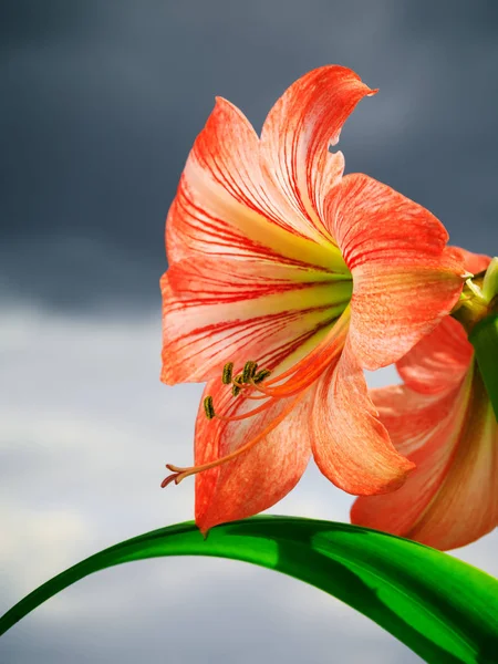 Amarilis flores contra fundo céu — Fotografia de Stock