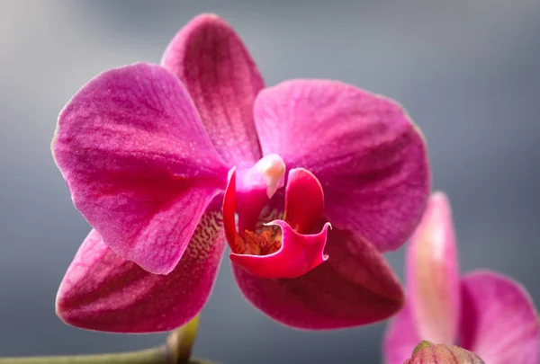 Gros plan de fleur d'orchidée — Photo