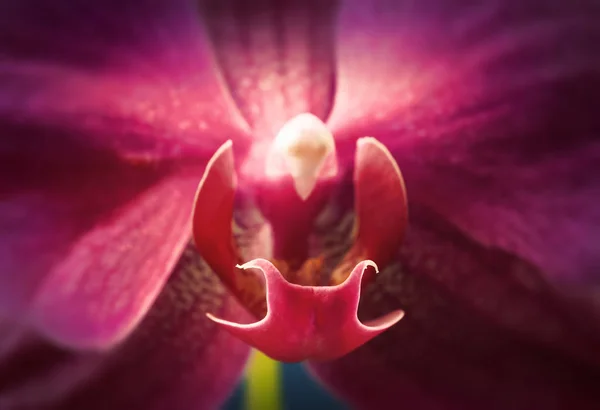 Orkide çiçeğini kapat. — Stok fotoğraf