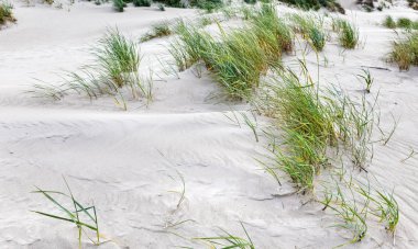 Klasik Baltık plaj manzara