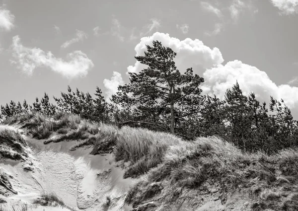 Klasik Baltık plaj manzara