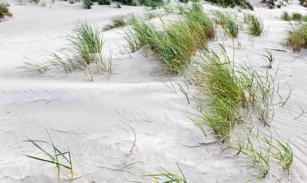 Klasik Baltık plaj manzara