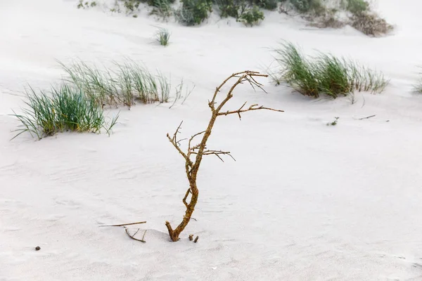 Dry branch on the sandy beach — Stock Photo, Image
