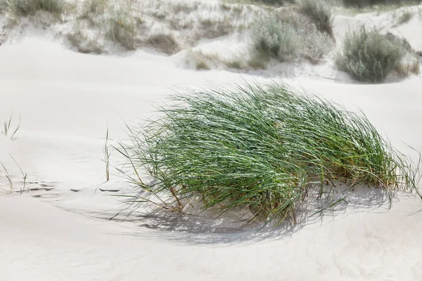 A bush of green grass on the sandy beach — Stock Photo, Image