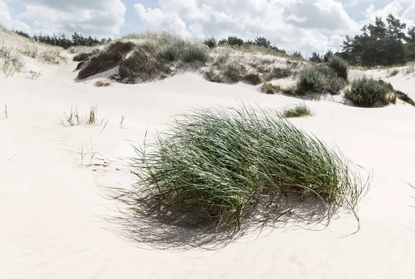 A bush of green grass on the sandy beach — Stock Photo, Image