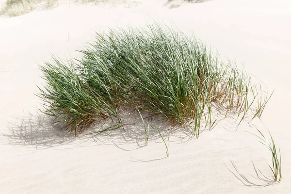 A bush of green grass on the sandy beach — Stock Photo, Image