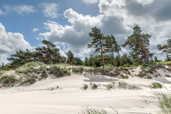 Çam ağaçları ile kum tepeleri