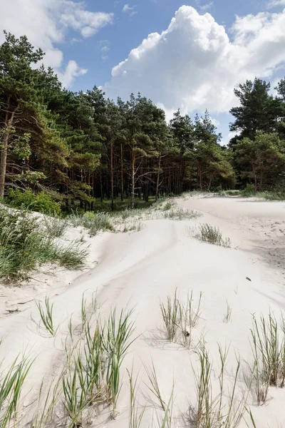  Çam ağaçları ile kum tepeleri.