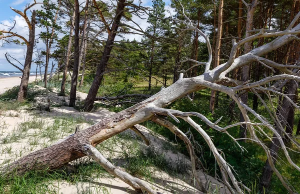 Old dry pine on the beach — Stock Photo, Image