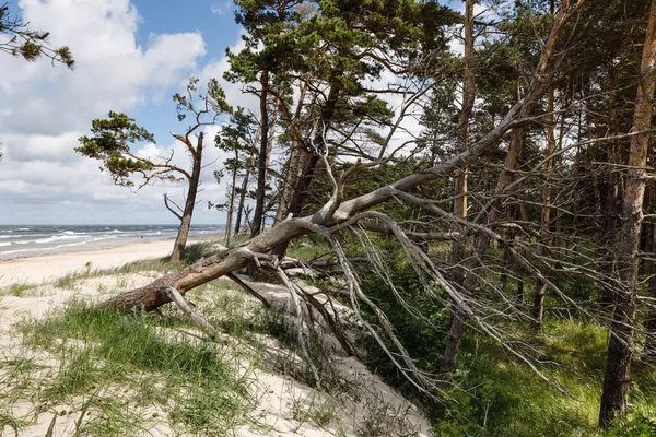 Pinheiro seco velho na praia — Fotografia de Stock