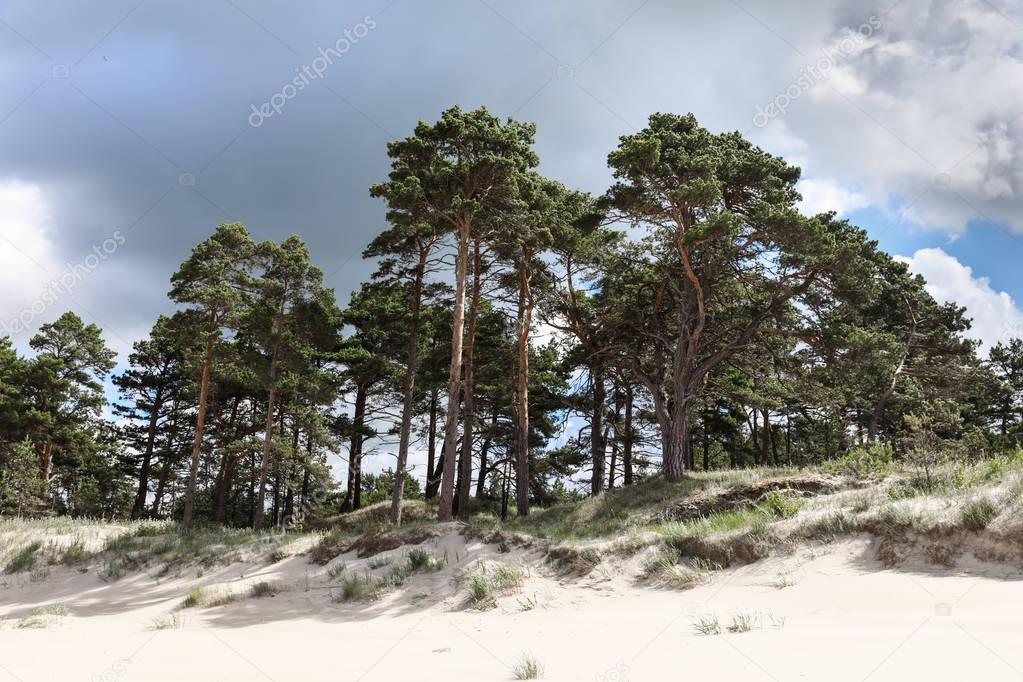 Sand dunes with pine trees