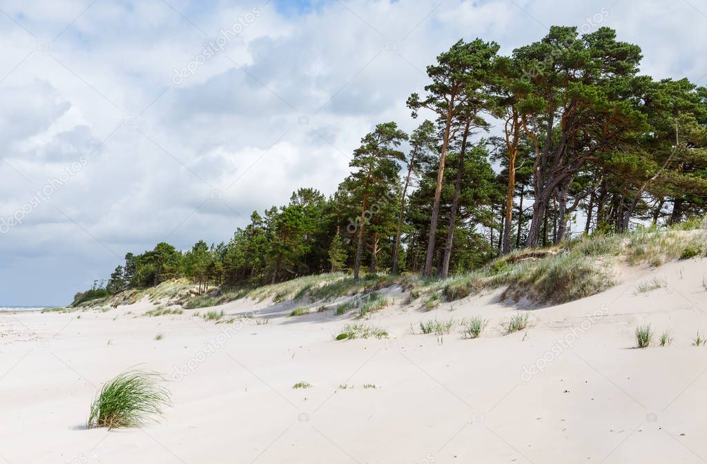 Sand dunes with pine trees