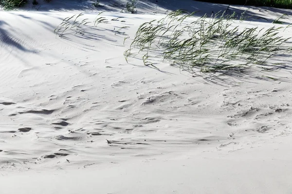 Dunes on the shore of the Baltic Sea — Stock Photo, Image