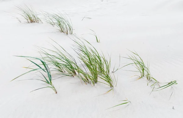 Green grass on the sandy beach of the Baltic Sea — Stock Photo, Image