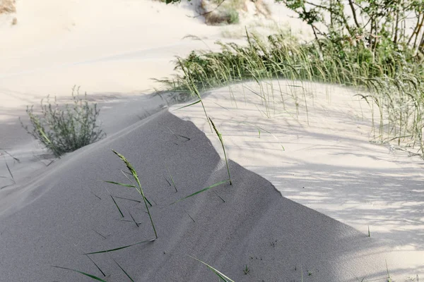 Dunes on the shore of the Baltic Sea — Stock Photo, Image