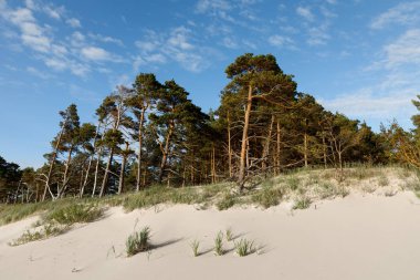 Kum tepeleri ile çam ağaçları ve bulutlar