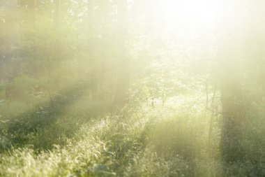 Orman manzara içinde yüksek anahtar