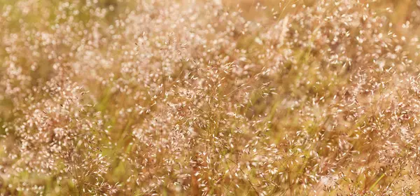 Floresta grama fundo — Fotografia de Stock