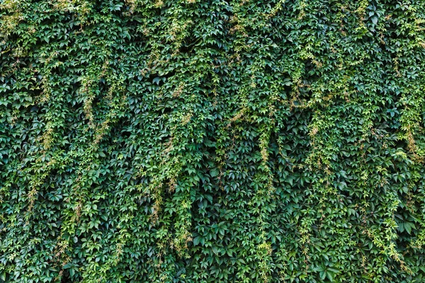 Ziegelmauer mit Efeu — Stockfoto