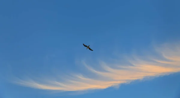 Літаюча чайка на блакитне небо — стокове фото