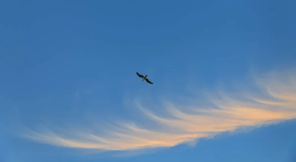 青い空を飛ぶカモメ — ストック写真