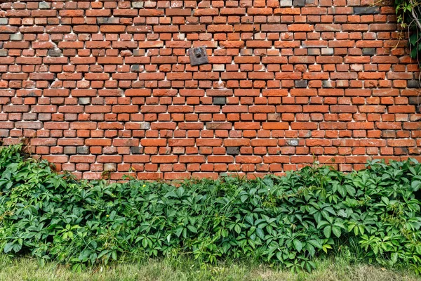 Кирпичная стена с плющом — стоковое фото