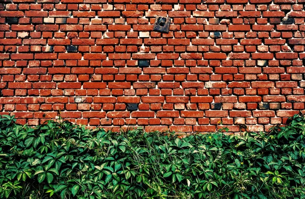 Mur de briques avec lierre — Photo