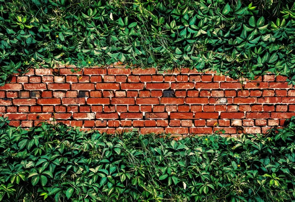 Mur de briques avec lierre — Photo