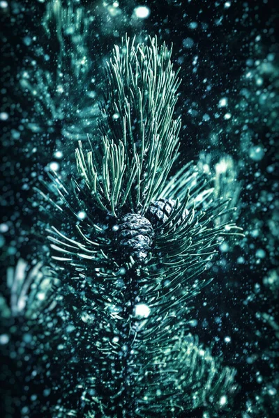 Зеленые ветви сосны на снегопаде — стоковое фото
