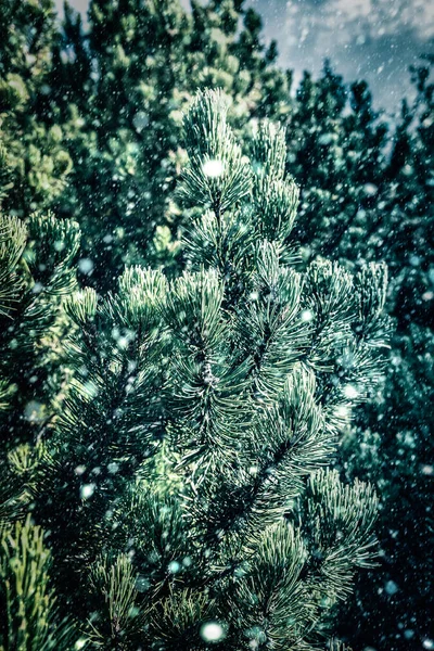 Gröna grenar av tall på snöfall — Stockfoto