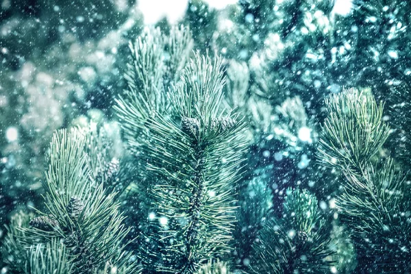 Grüne Äste von Kiefern bei Schneefall — Stockfoto
