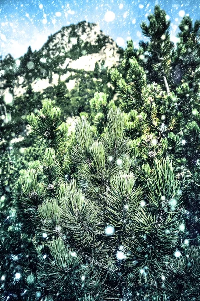 Yeşil çam ağacı üzerinde kar yağışı dallarında — Stok fotoğraf