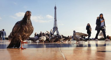Trocadero Eyfel Kulesi'nden görünümünü