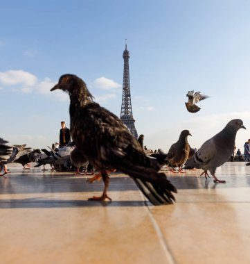 Trocadero Eyfel Kulesi'nden görünümünü