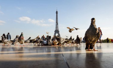 Trocadero Eyfel Kulesi'nden görünümünü