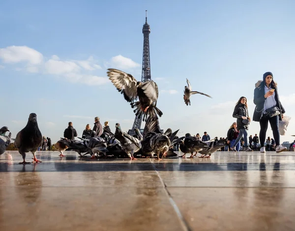 Vue de la Tour Eiffel depuis le Trocadéro — Photo