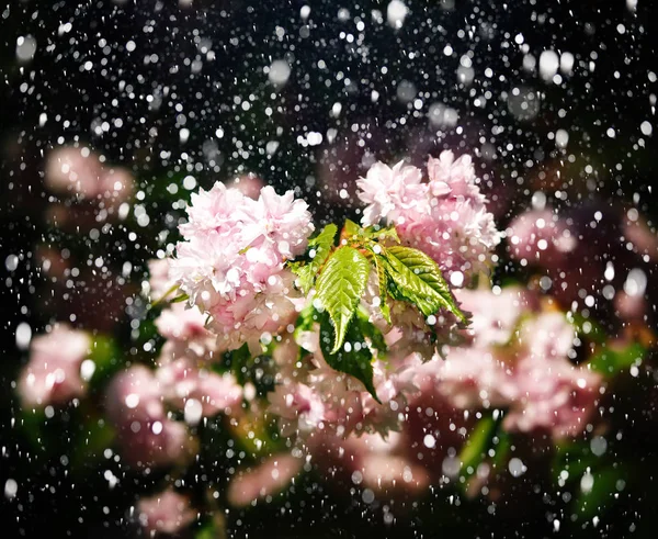Flores de cerejeira japonesas — Fotografia de Stock